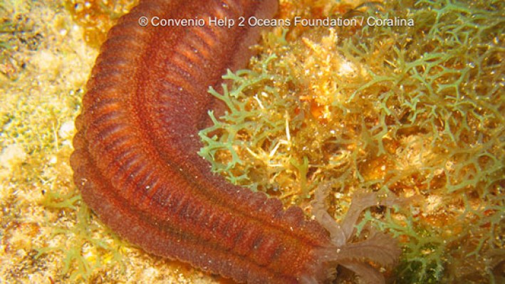 Fire worms (3)-2